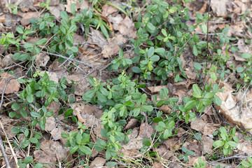 Naklejka na ściany i meble Cowberry plant fresh leaves in the spring forest