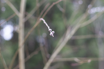 pussy-willow Fresh plant leaf buds on tree branches in spring forest