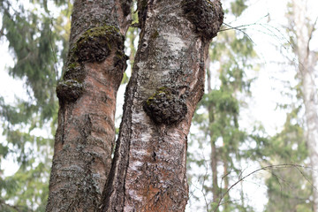 Naklejka premium Chaga mushroom grow on birch tree trunk with forest background