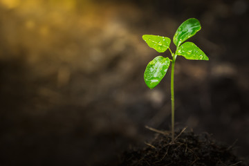 Seedlings are growing from fertile soil. And the morning sun shining on the concept of agriculture.