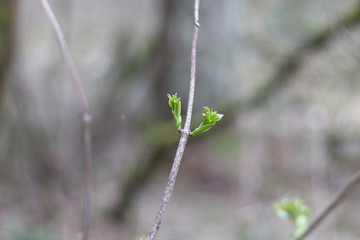 Fresh plant leaf buds on tree branches in spring forest