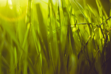 Natural background of tall green grass in a sunny garden, side view, closeup.