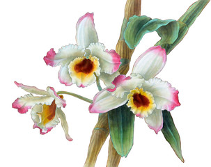 Watercolor orchid dendrobium branch, hand drawn floral illustration isolated on a white background. - obrazy, fototapety, plakaty