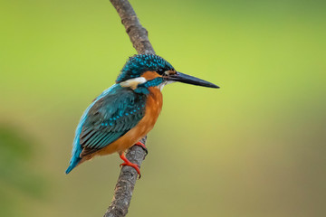 Image of common kingfisher (Alcedo atthis) perched on a branch on nature background. Bird. Animals.