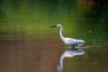 Image of little egret (Egretta garzetta) looking for food in the swamp on nature background. Bird. Animals.