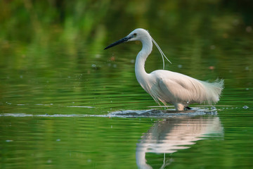 Image of little egret (Egretta garzetta) looking for food in the swamp on nature background. Bird. Animals.