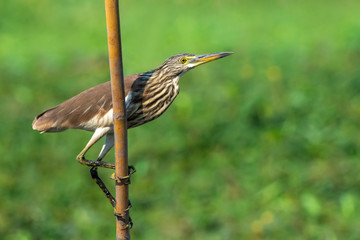 Image of Chinese pond heron(Ardeola bacchus) on tree stump on nature background. Bird. Animals.
