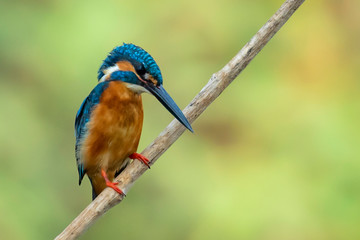 Image of common kingfisher (Alcedo atthis) perched on a branch on nature background. Bird. Animals.