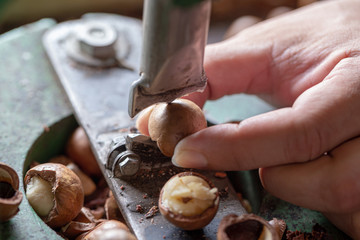 Shell cracker for cracking macadamia, open macadamia nut
