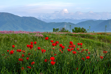 Allphotokz Poppy 20130517 2957 5DM3 S