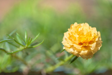 Small bright yellow flowers(Portulaca oleracea L.) with fragile