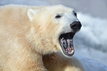 Plakat polar bear