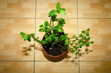 Potted mint flower on a tiled kitchen counter