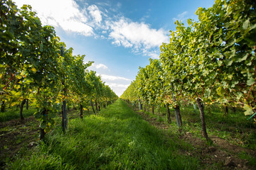 Fototapeta na wymiar green vineyards row in spring time