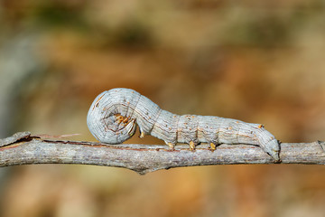 Image of brown caterpillar butterfly on the branches on a natural background. Insect. Animal.