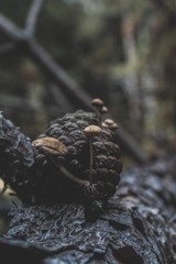 Macro mushrooms