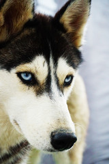 Husky dog with blue eyes in black and white