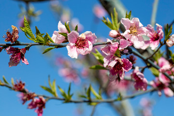Fototapeta na wymiar Beautiful and elegant pale light pink peach blossom flower on the tree branch