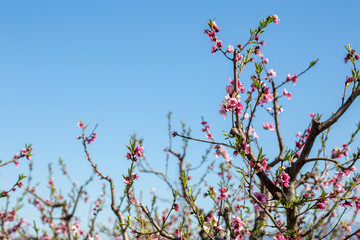 Beautiful and elegant pale light pink peach blossom flower on the tree branch