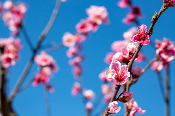 Beautiful and elegant pale light pink peach blossom flower on the tree branch