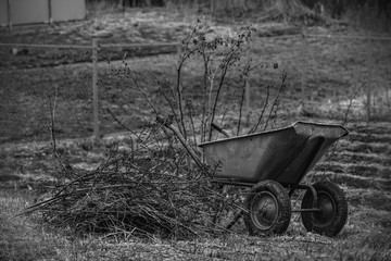 Fototapeta na wymiar wheelbarrow in the garden