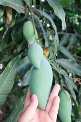 mango, mangoes or holding mango