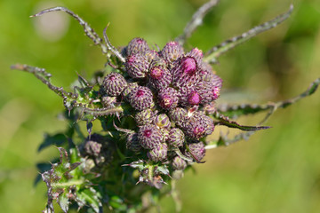 Blüten der Sumpf-Kratzdistel