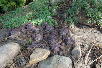 Sempervívum, a group of succulents in a rockery, plants for a rockery.