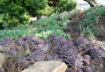 Sempervívum, a group of succulents in a rockery, plants for a rockery.