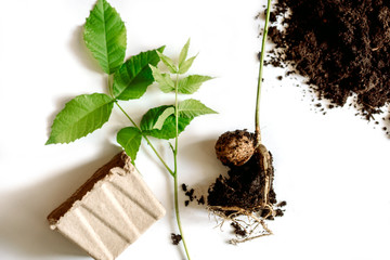 Walnut cultivationon a white background. seedlings of shrubs.seedlings in peat pots.The spring...