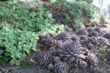 Sempervívum, a group of succulents in a rockery, plants for a rockery.