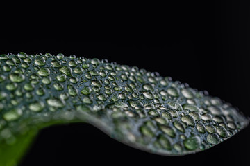 Close-up of a leaf and water drops on its background.