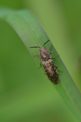  Schnellkäfer  (Actenicerus siaelandicus )