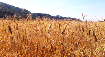wheat farmland