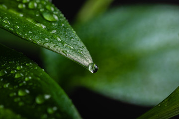 Close-up of a leaf and water drops on its background.