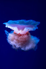 blue jellyfish in water
