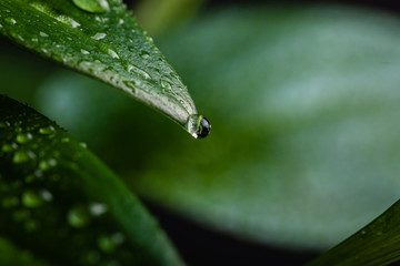 Water drops after rain on a green leaf. Close up. Macro.