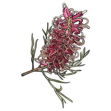 Grevillea Floral Hand-drawn Vector illustration