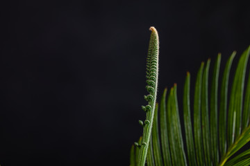 Cycad or Cycadales leaf. Nature garden concept.