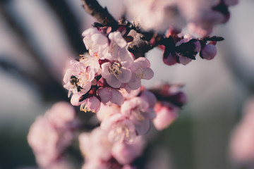 Beautiful peach tree flowers in blossom with deep colorful blue sky. Parts of image are blured due...
