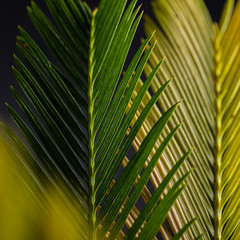 Cycad or Cycadales leaf. Nature garden concept.