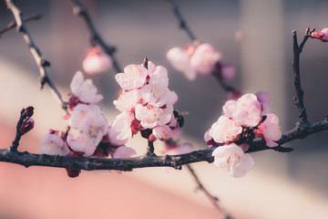 Beautiful peach tree flowers in blossom with deep colorful blue sky. Parts of image are blured due...