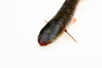 A fresh barracuda, on a white background