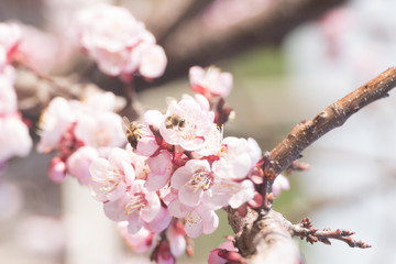 Beautiful peach tree flowers in blossom with deep colorful blue sky. Parts of image are blured due to shallow depth of field and large focal length