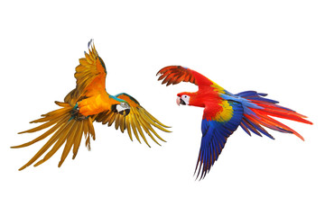 Colorful macaw parrots flying isolated on white