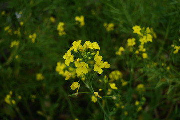 Obraz premium 菜の花