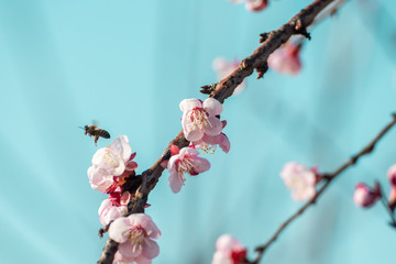 Beautiful peach tree flowers in blossom with deep colorful blue sky. Parts of image are blured due...