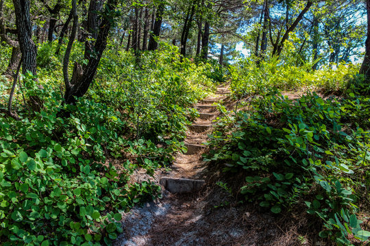 bright sunlight falls on the summer forest, green foliage of flowering plants pleases the eye, the stairs lead to the camp "Sosnovka", which is located in the vicinity of the resort of Gelendzhik.