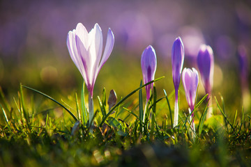 Krokusblüte in Husum