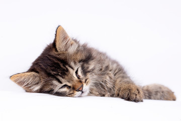 Pet animal; cute tabby kitten